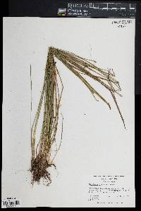 Eleocharis tricostata image