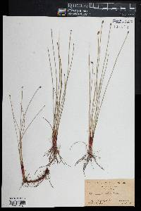 Eleocharis tricostata image