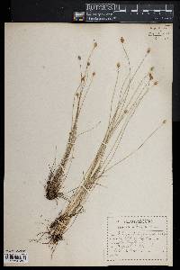 Eleocharis tuberculosa image