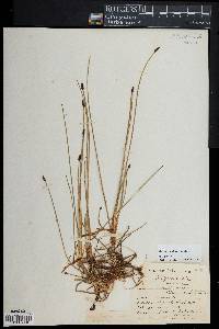 Eleocharis uniglumis image