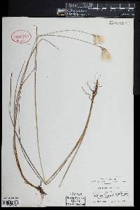 Eriophorum tenellum image