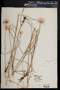 Eriophorum virginicum image