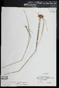 Eriophorum virginicum image