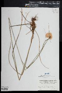 Eriophorum virginicum image