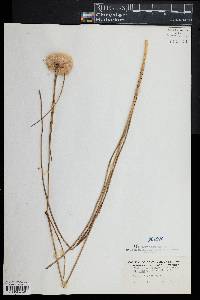 Eriophorum virginicum image