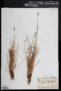 Fimbristylis dichotoma image