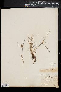 Cyperus diandrus image