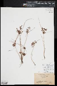 Cyperus diandrus image