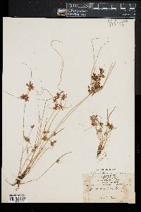 Cyperus diandrus image