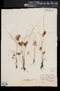 Cyperus diandrus image