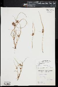 Cyperus diandrus image