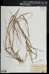 Fuirena squarrosa image