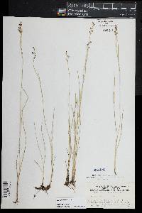 Juncus gerardii image