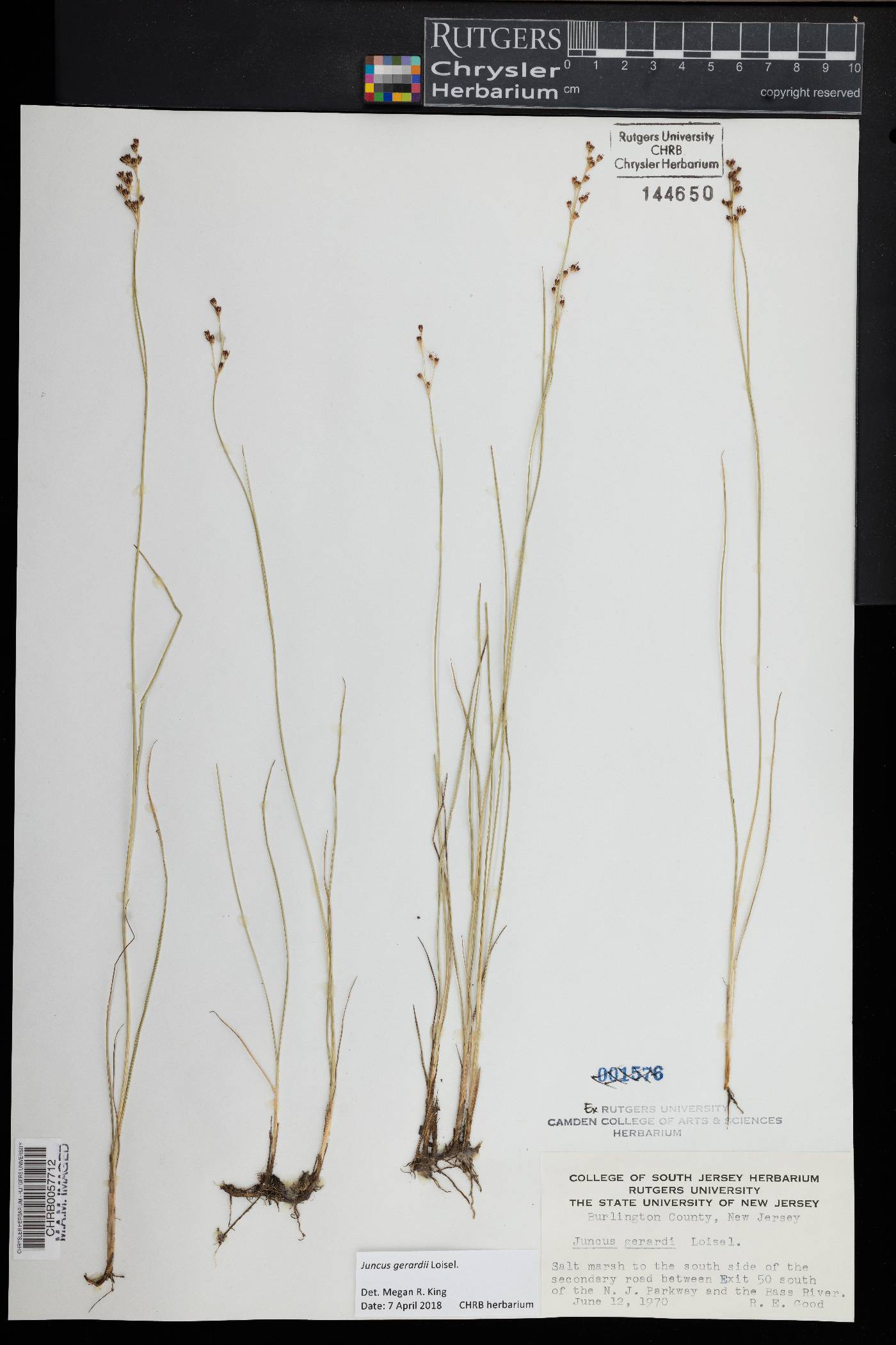 Juncus gerardii image