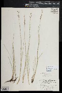 Juncus gerardii image