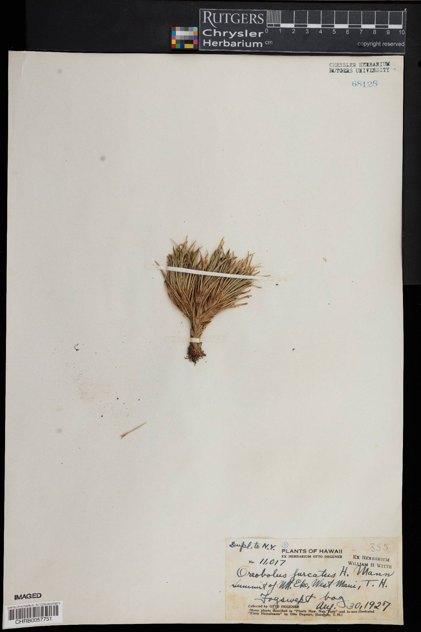Oreobolus furcatus image