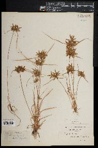 Cyperus filicinus image