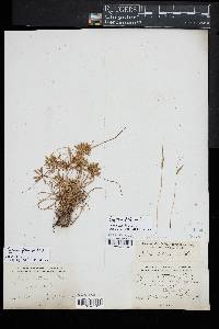 Cyperus filicinus image