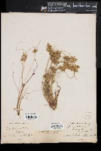 Cyperus flavescens image