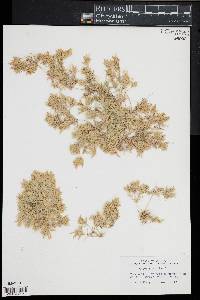 Cyperus pumilus image