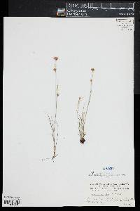 Rhynchospora alba image