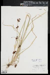 Rhynchospora capitellata image