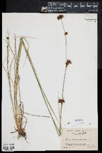 Rhynchospora capitellata image