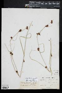 Rhynchospora capitellata image