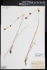 Rhynchospora capitellata image