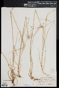 Rhynchospora colorata image