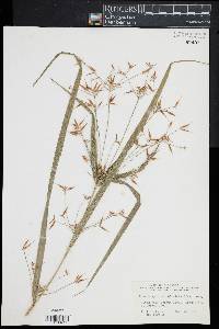 Rhynchospora corniculata image
