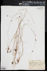 Rhynchospora gracilenta image