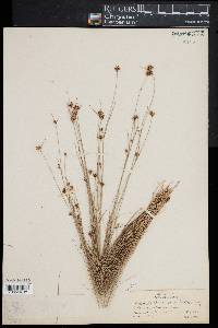 Rhynchospora gracilenta image