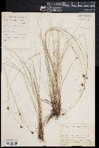 Rhynchospora gracilenta image