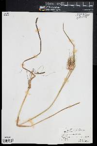 Rhynchospora macrostachya image