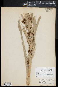Rhynchospora macrostachya image