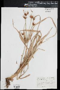 Rhynchospora macrostachya image