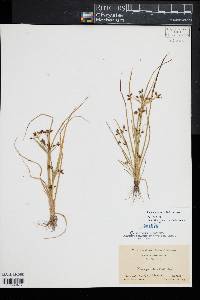 Rhynchospora nitens image