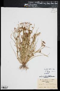 Rhynchospora nitens image