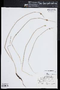 Schoenoplectus subterminalis image