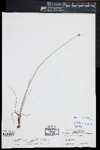 Schoenoplectus subterminalis image