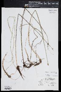 Schoenoplectus subterminalis image