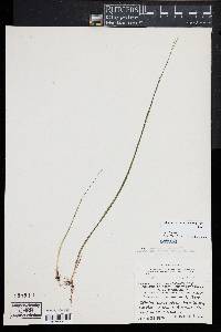 Schoenoplectus subterminalis image