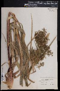 Scirpus expansus image