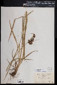 Scirpus georgianus image