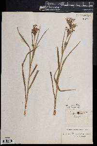 Scirpus pendulus image