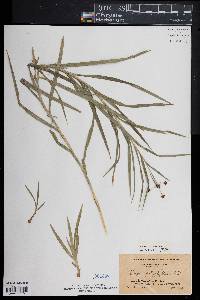 Scirpus polyphyllus image