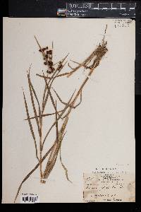Scirpus polyphyllus image