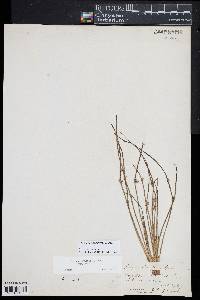 Schoenoplectiella smithii image