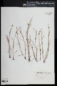 Scleria reticularis image